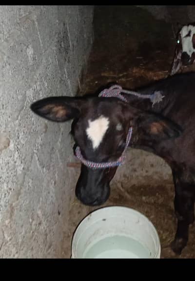wheri cow for sale