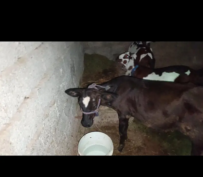 wheri cow for sale — photo 2