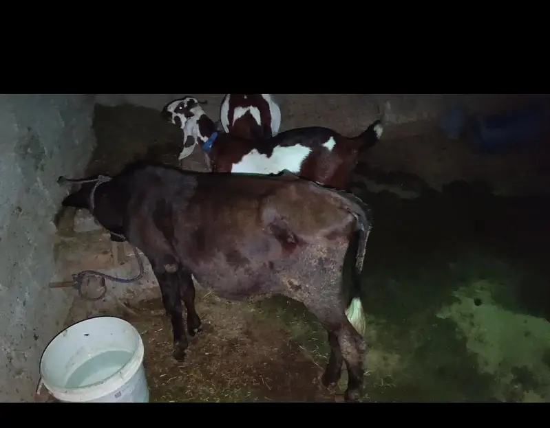 wheri cow for sale — photo 3