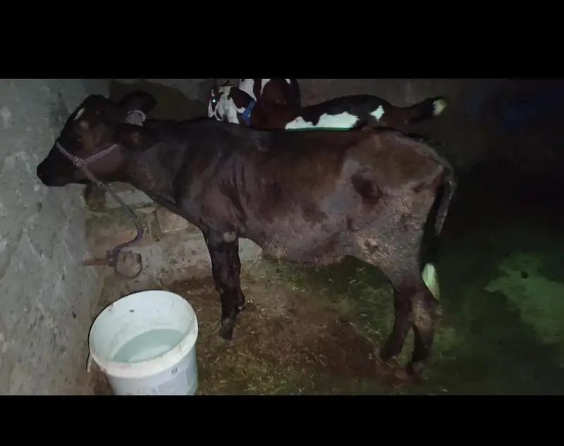 wheri cow for sale — photo 4