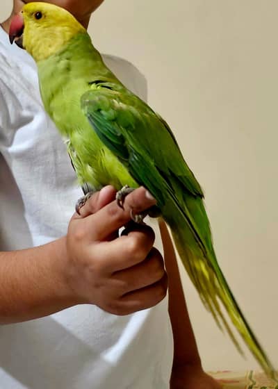 yellow head ringneck parrot