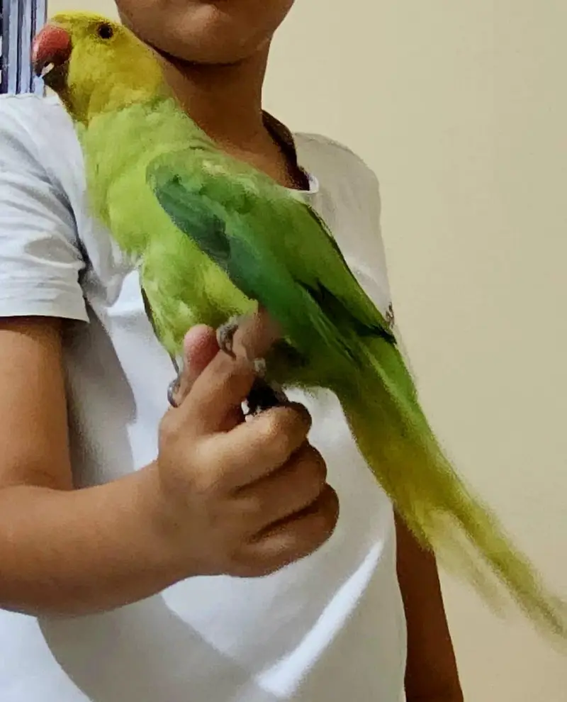 yellow head ringneck parrot — photo 2