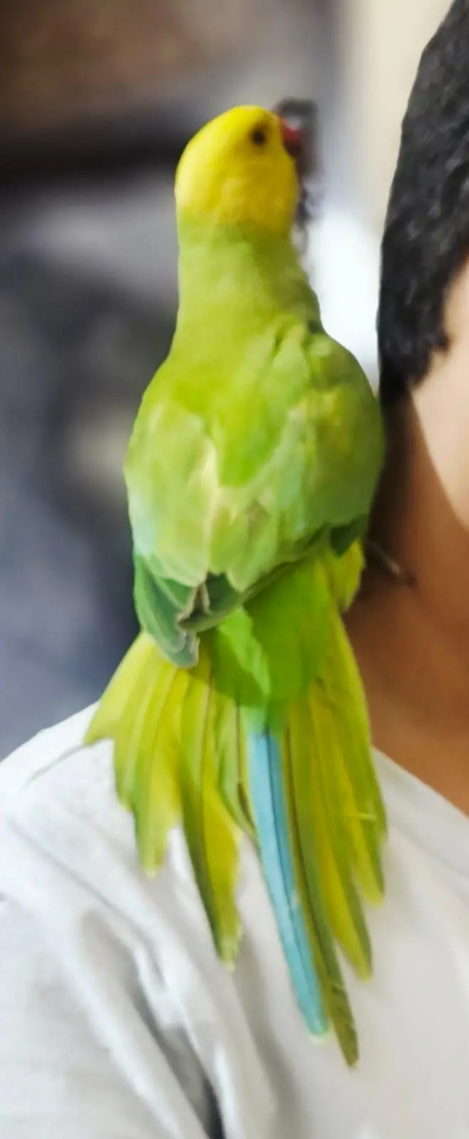 yellow head ringneck parrot — photo 3