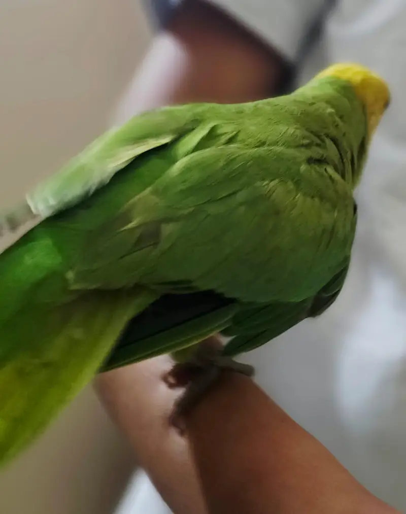 yellow head ringneck parrot — photo 4