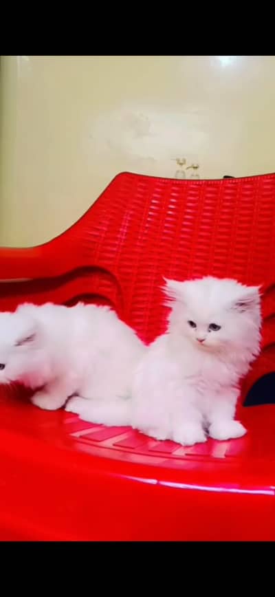 Persian male kitten with all new accessories
