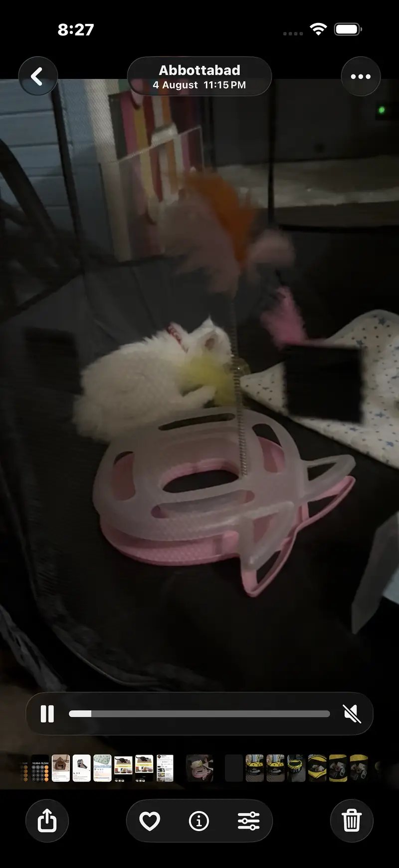 Persian male kitten with all new accessories — photo 2