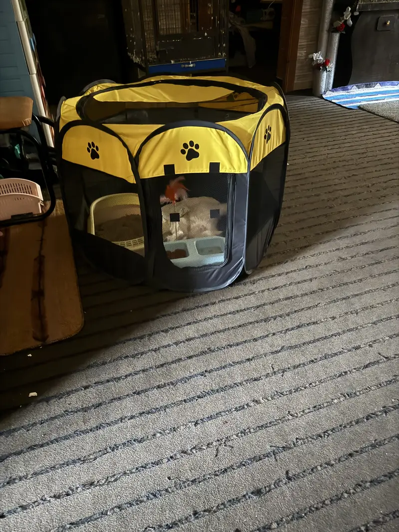 Persian male kitten with all new accessories — photo 6