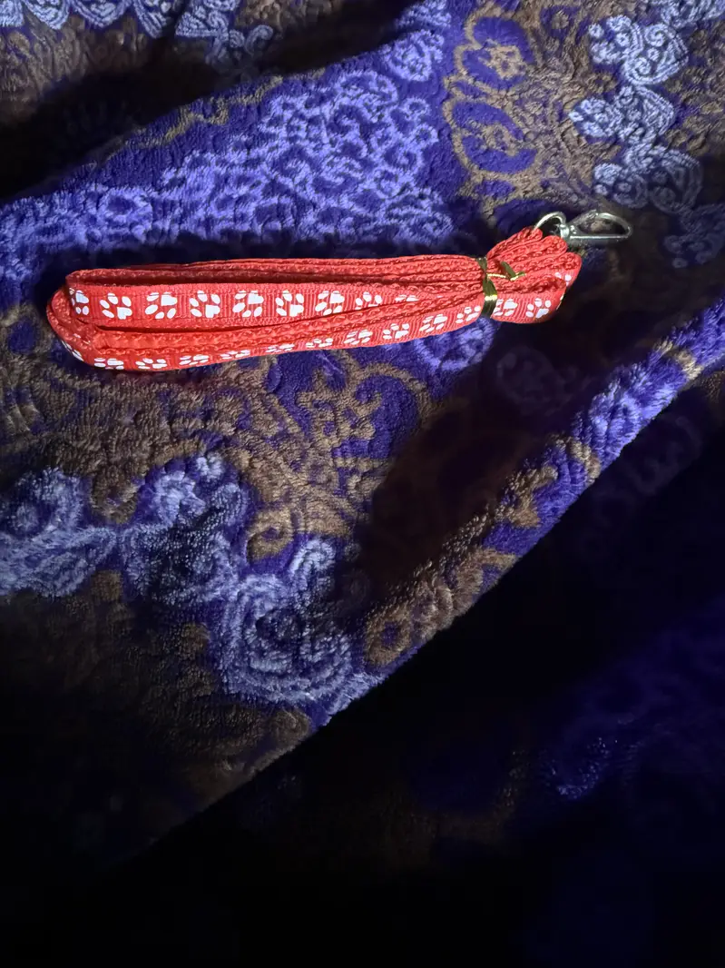Persian male kitten with all new accessories — photo 7