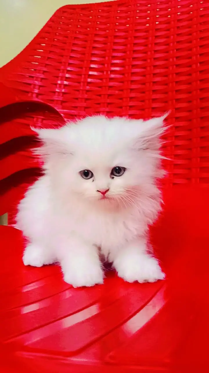 Persian male kitten with all new accessories — photo 8