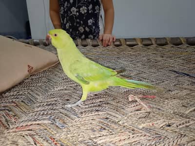 healthy active and friendly parrot 