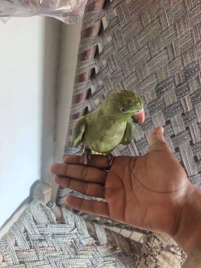 hand Tama Mithu