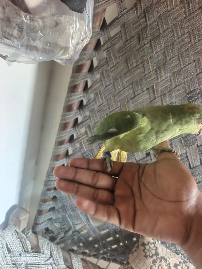 hand Tama Mithu — photo 4