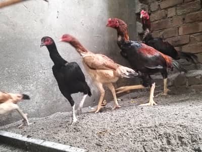 Thai aseel chicks