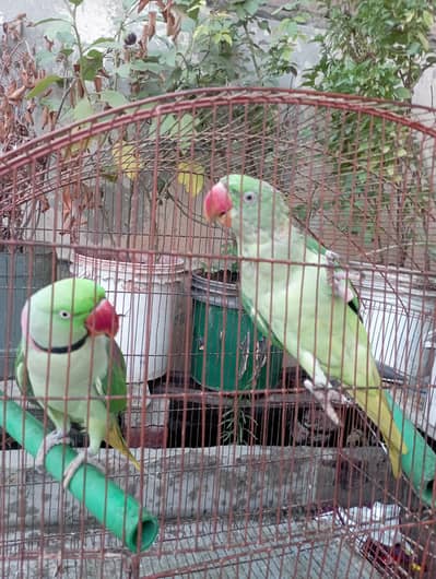Raw parrot  for sale