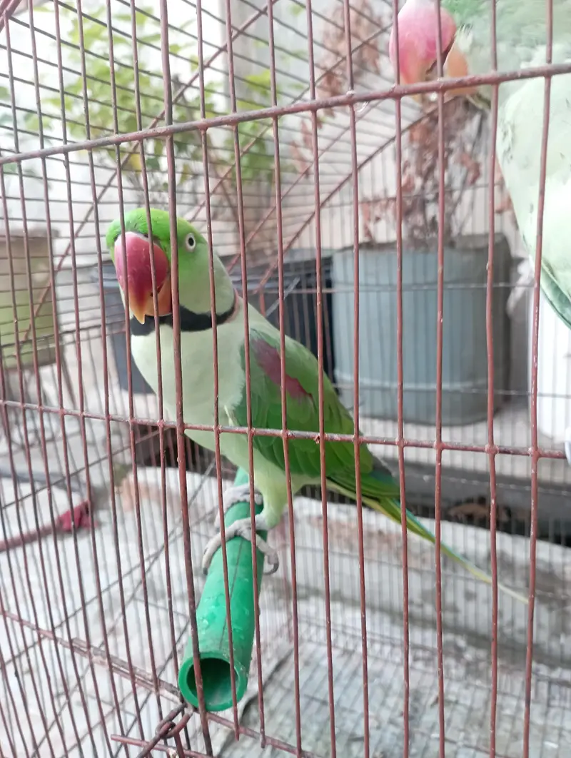 Raw parrot  for sale — photo 2
