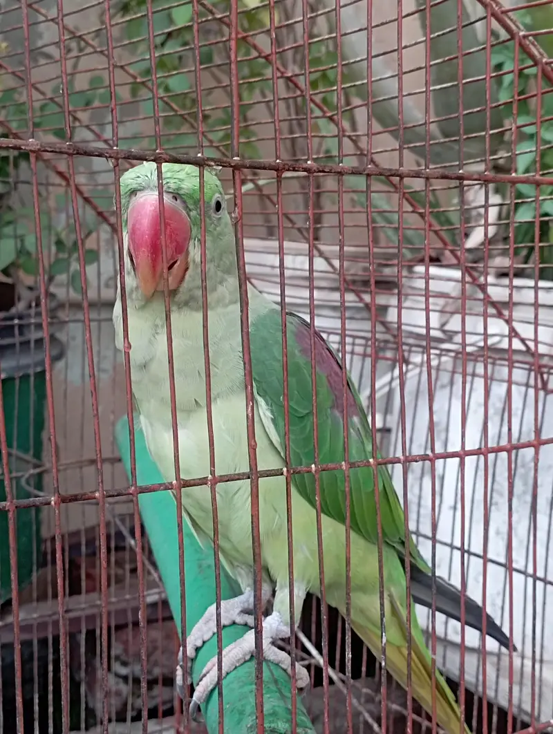 Raw parrot  for sale — photo 3