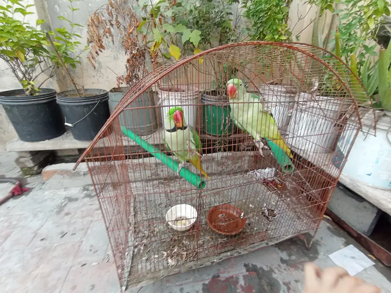 Raw parrot  for sale — photo 4