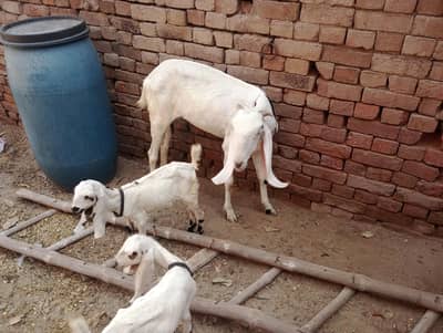 kars rajn pur got