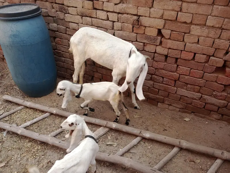 kars rajn pur got — photo 2