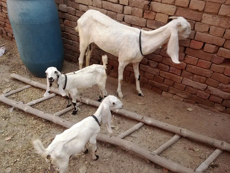kars rajn pur got — photo 3
