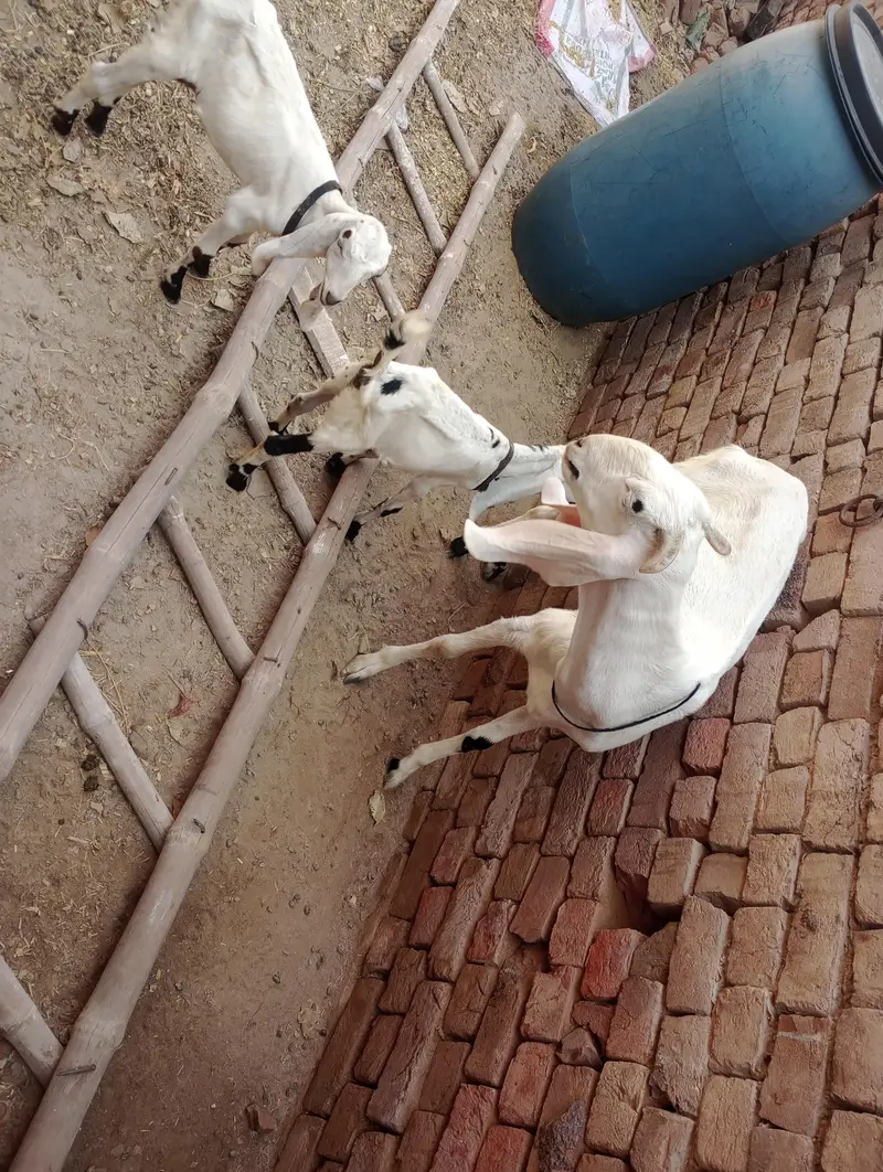 kars rajn pur got — photo 5