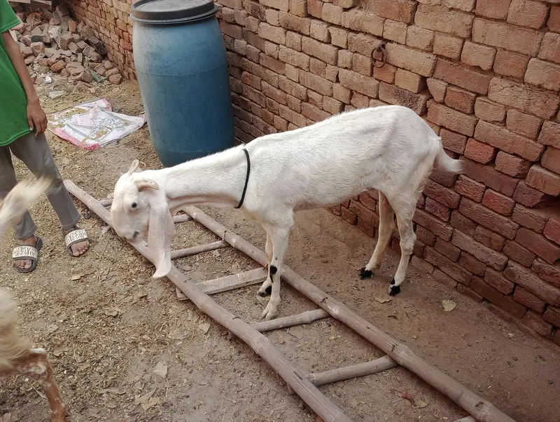 kars rajn pur got — photo 7