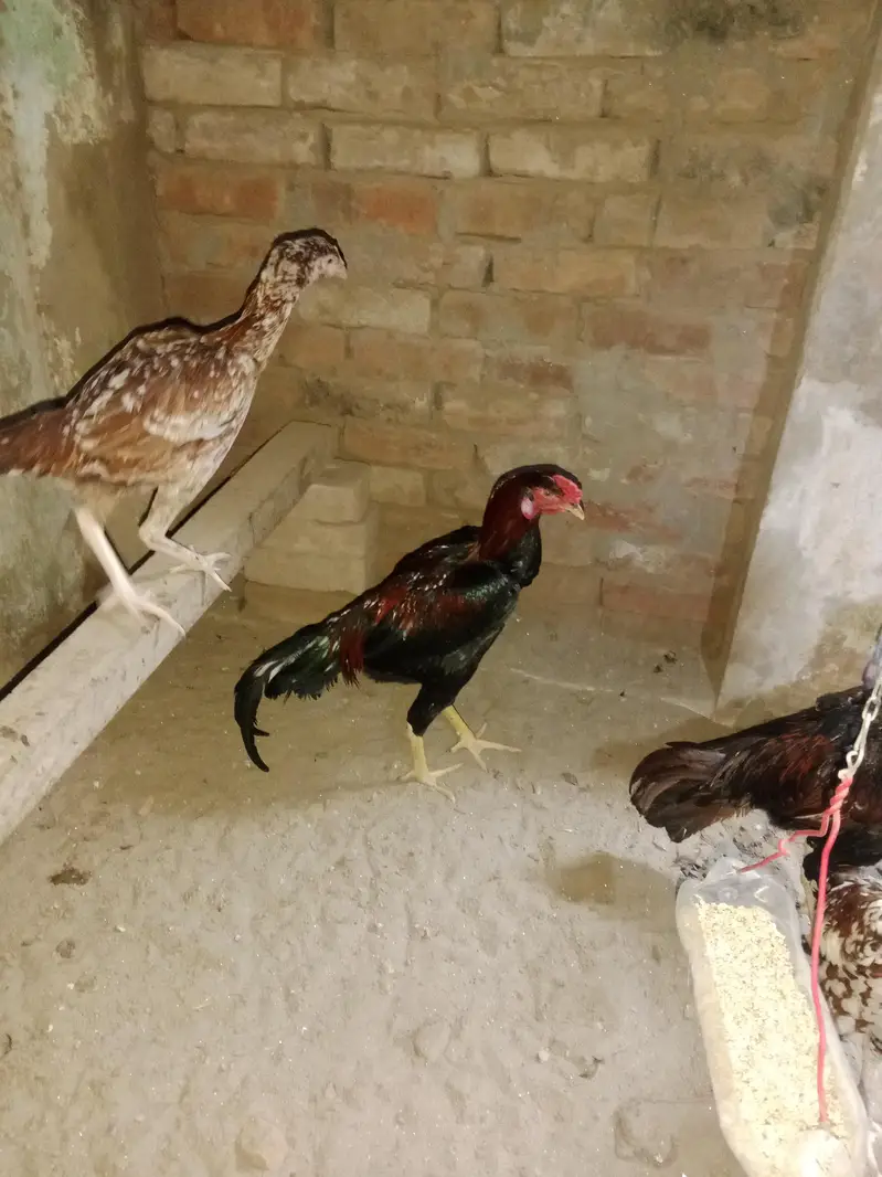 parmooz aseel — photo 3