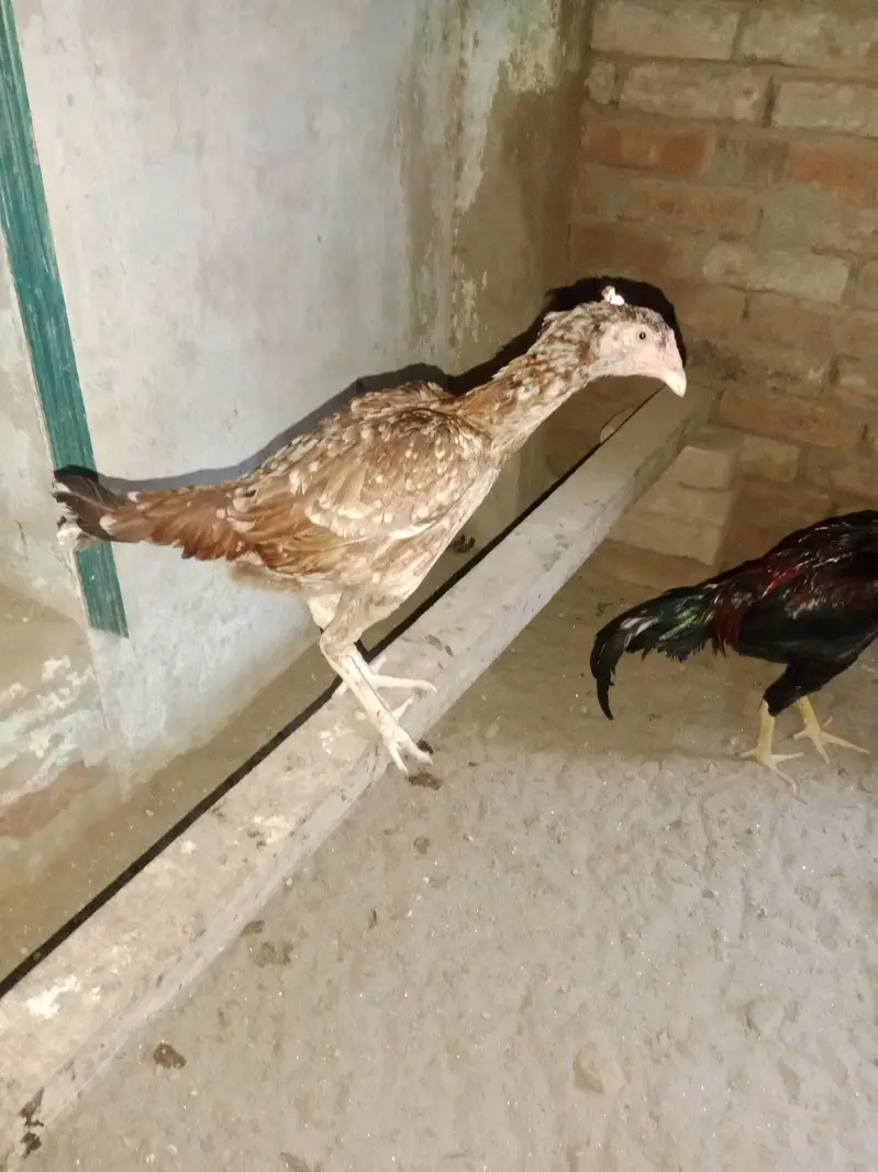 parmooz aseel — photo 4