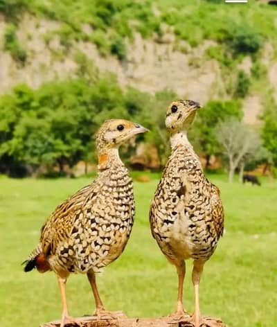 Kohati and sindhi full size helathy active azad ghomni wali