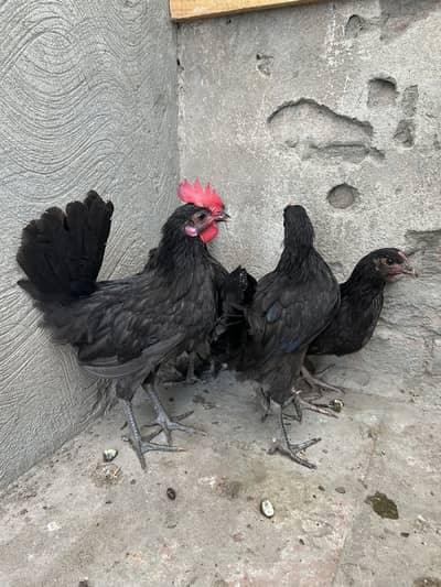 Australorp & egyption fayoumi