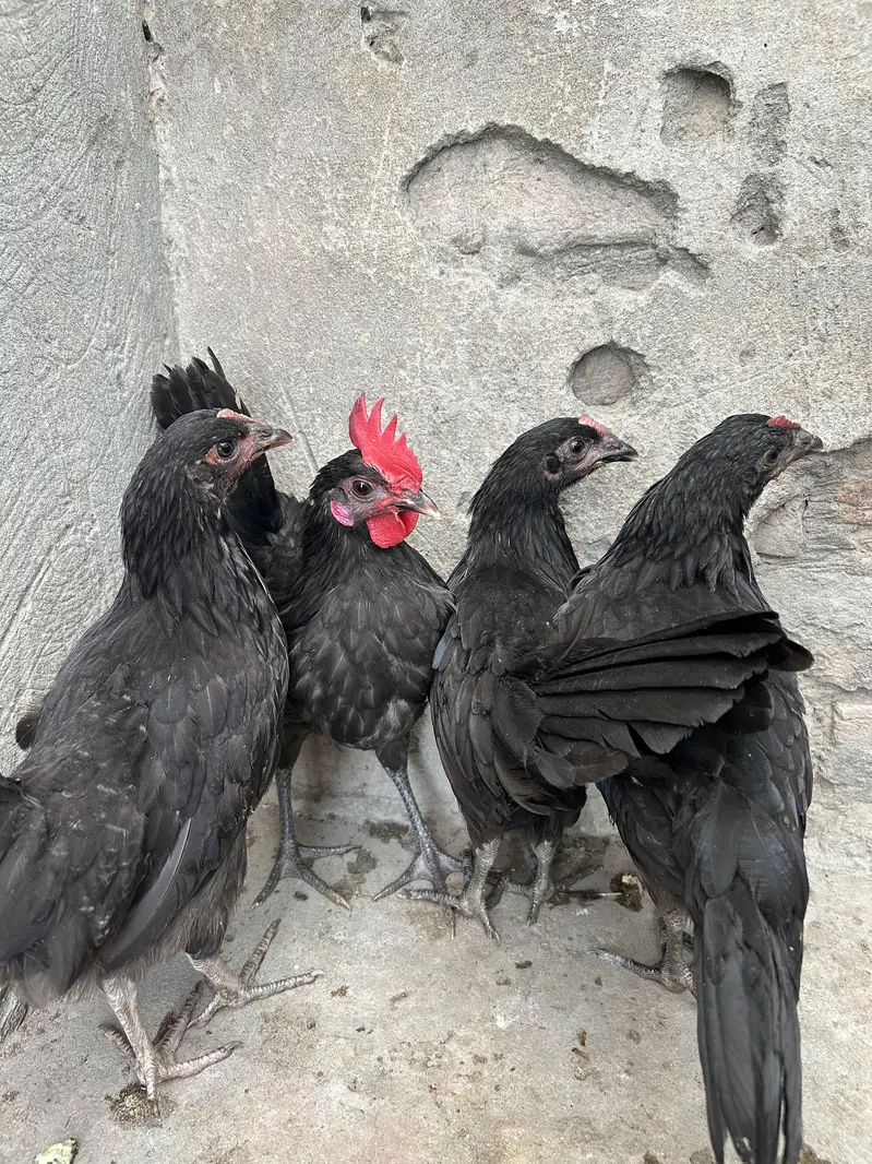 Australorp & egyption fayoumi — photo 2