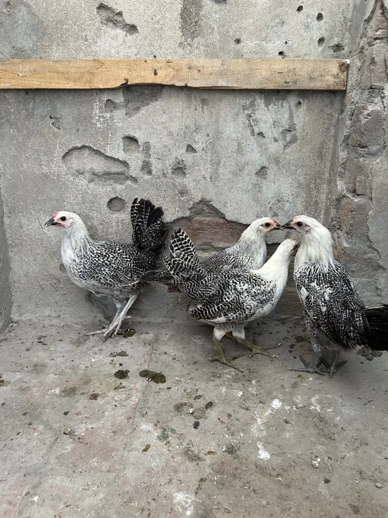 Australorp & egyption fayoumi — photo 3