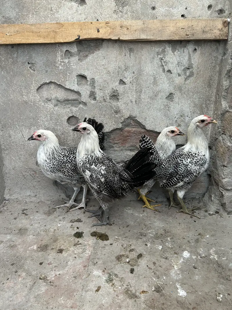 Australorp & egyption fayoumi — photo 4