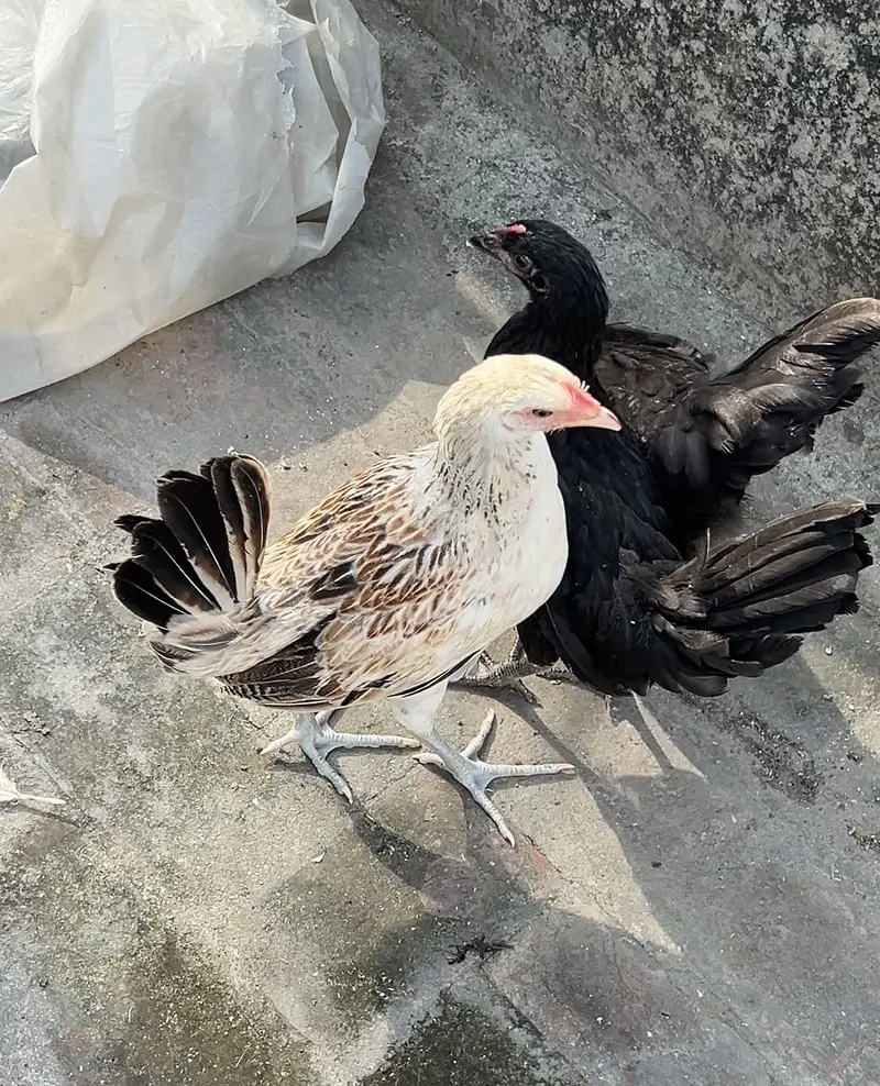 Australorp & egyption fayoumi — photo 5
