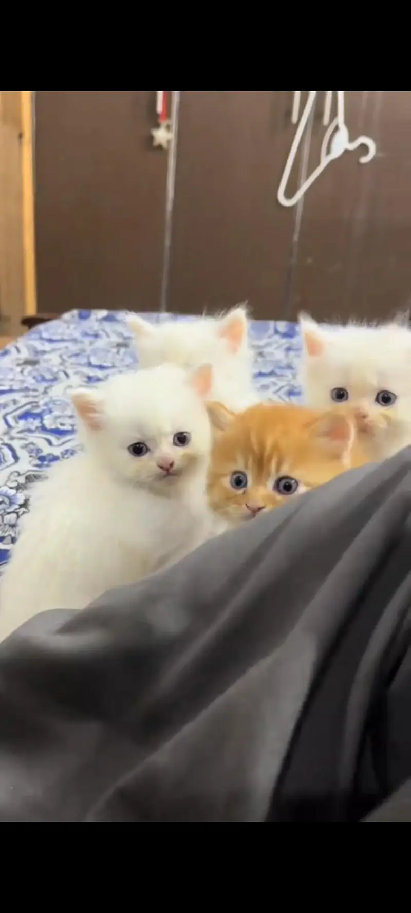 Persian cat for sale male or female sex in clear all our Pakistan — photo 2