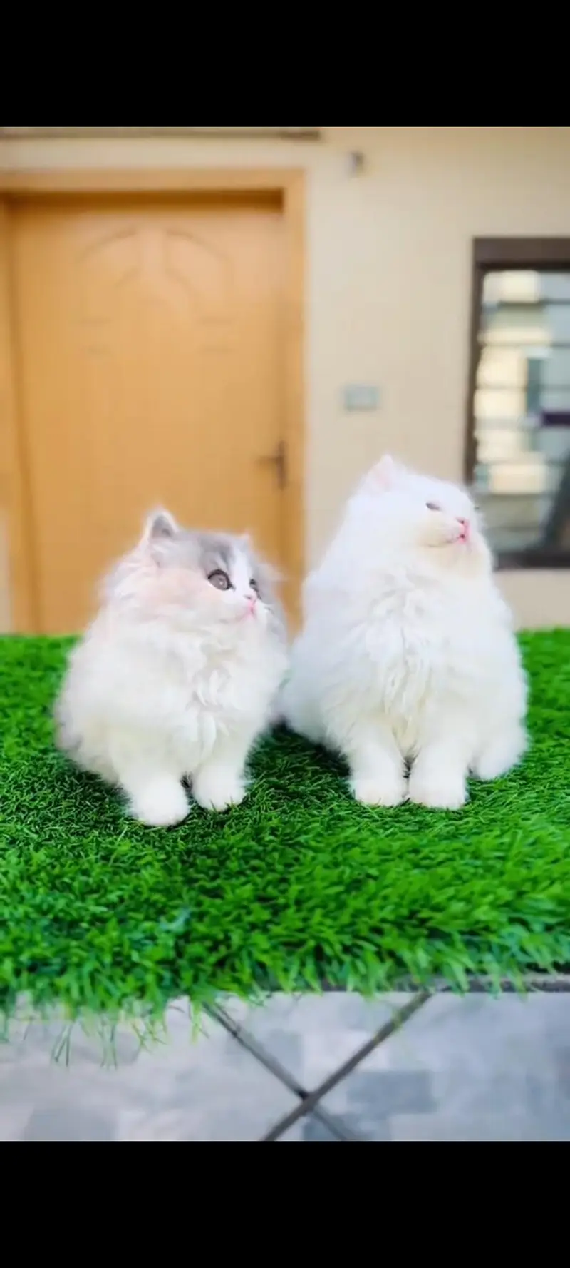 Persian cat for sale male or female sex in clear all our Pakistan — photo 3