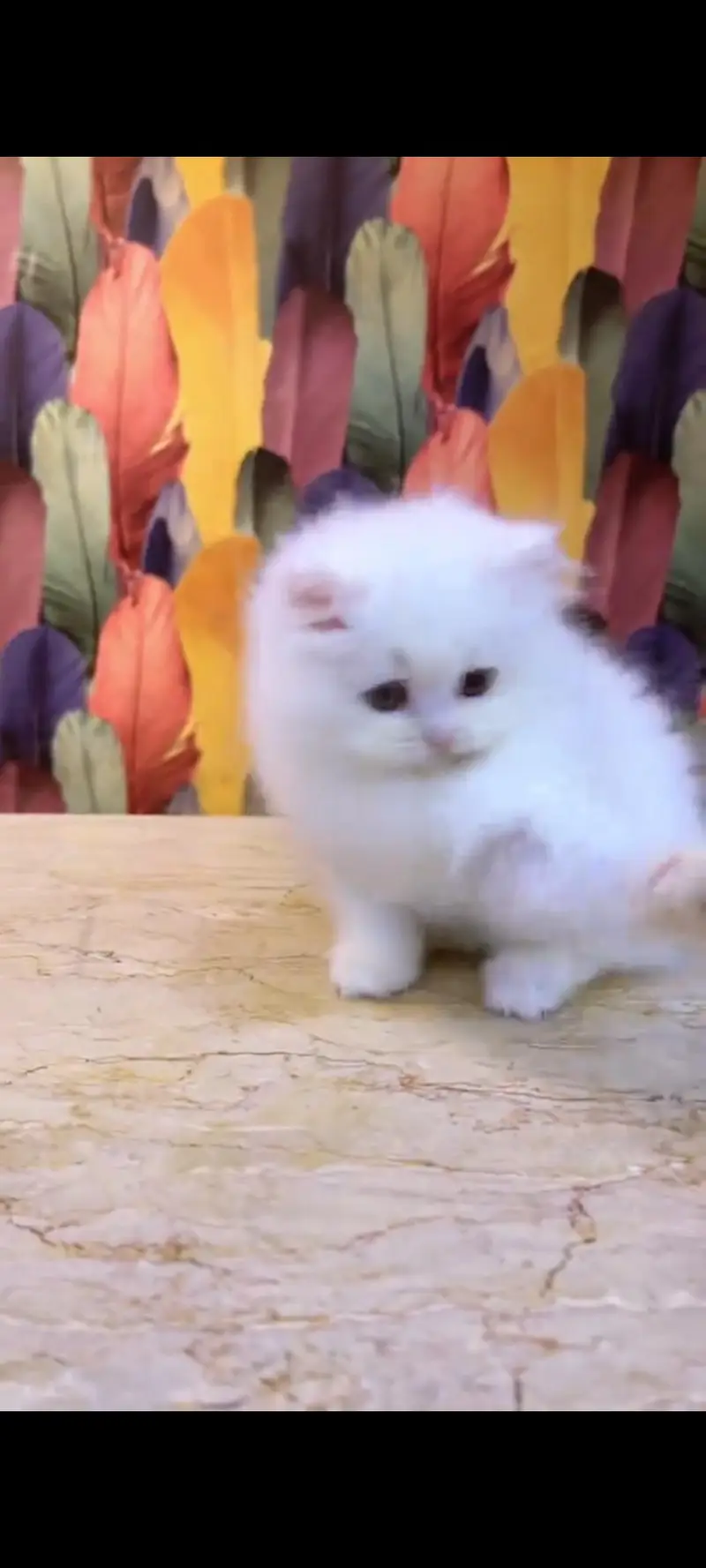 Persian cat for sale male or female sex in clear all our Pakistan — photo 5
