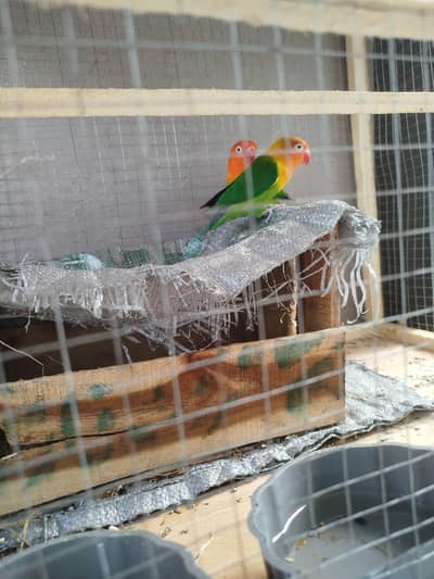 Love Birds Active Pairs