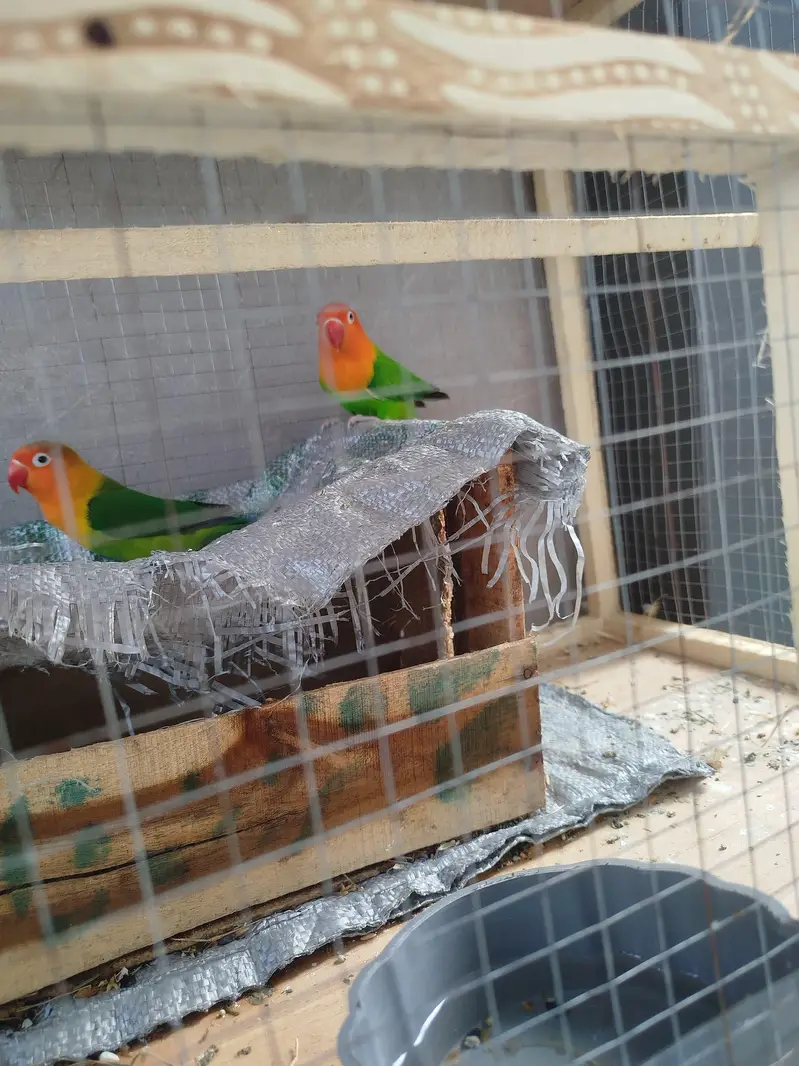 Love Birds Active Pairs — photo 2
