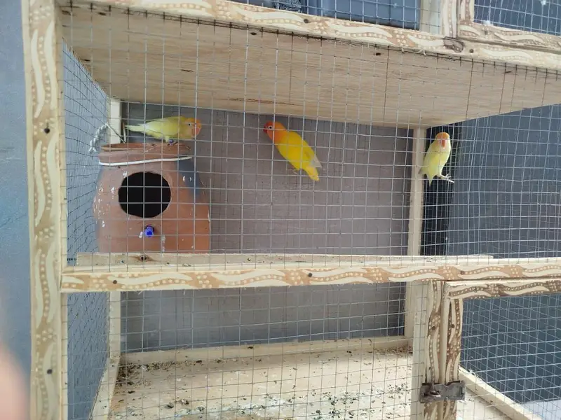 Love Birds Active Pairs — photo 3