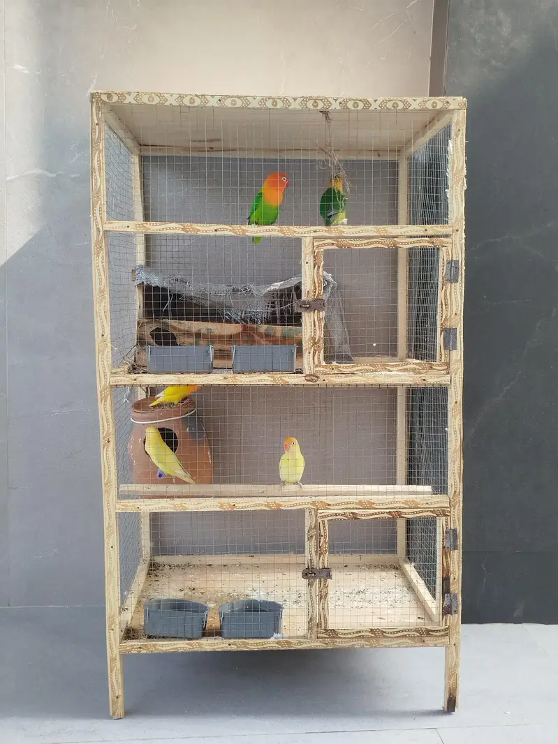 Love Birds Active Pairs — photo 4