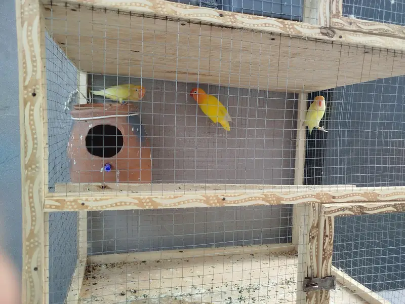 Love Birds Active Pairs — photo 5