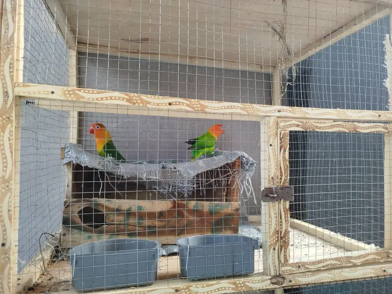 Love Birds Active Pairs — photo 6