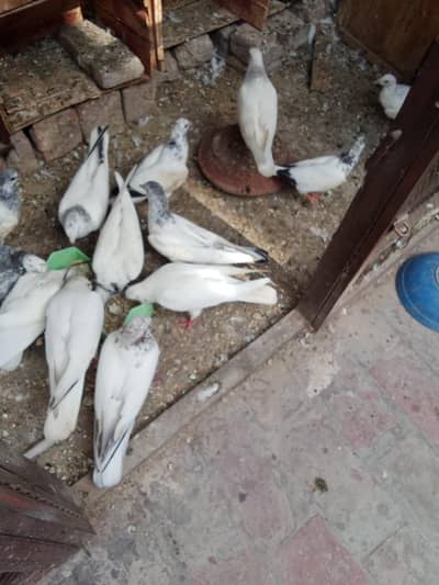 all pigeon for sale