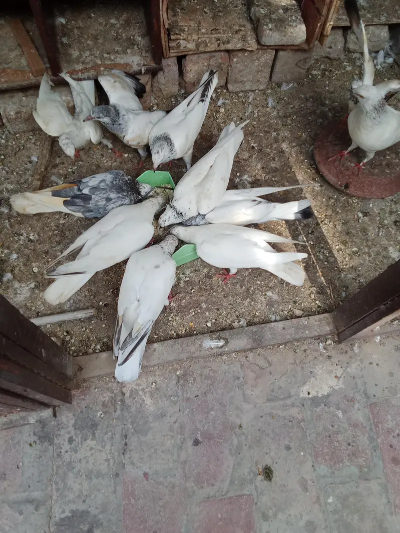 all pigeon for sale — photo 2