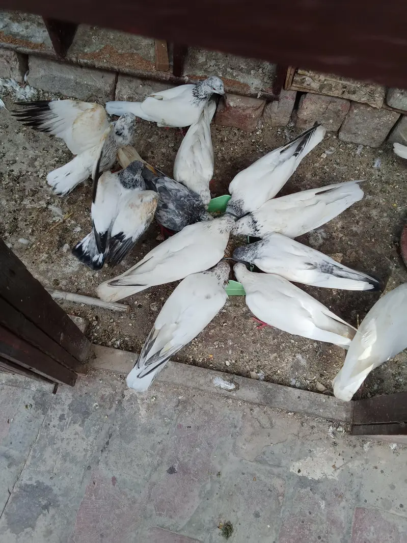 all pigeon for sale — photo 3