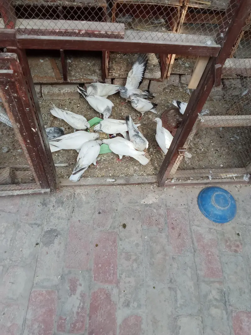 all pigeon for sale — photo 4
