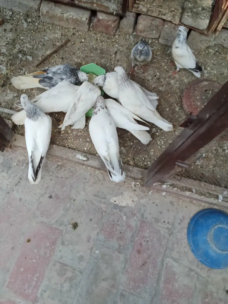 all pigeon for sale — photo 5