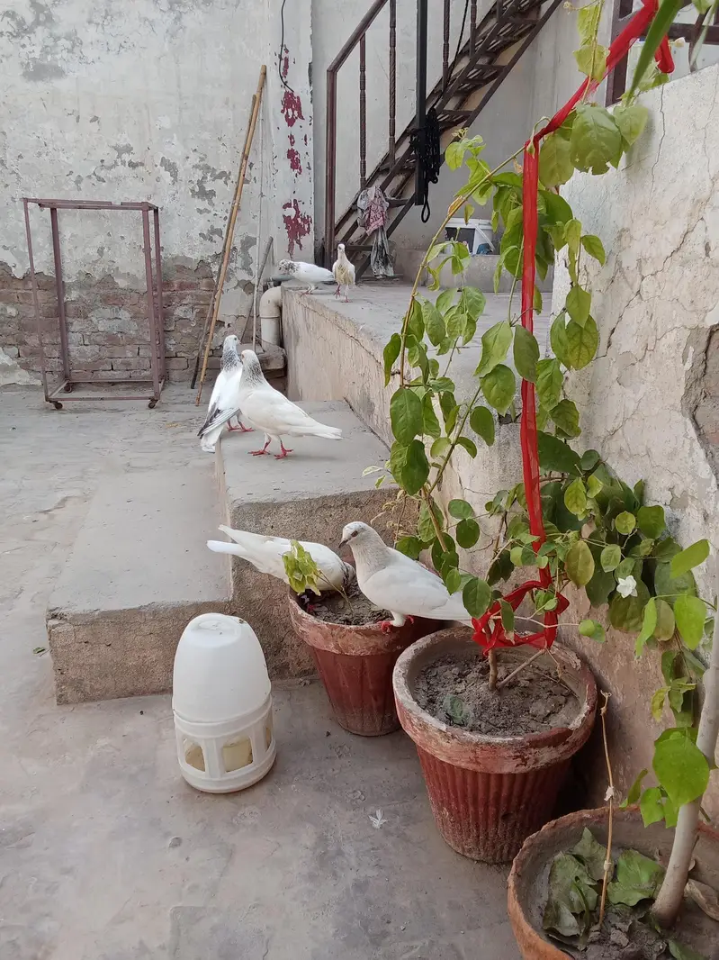 all pigeon for sale — photo 6