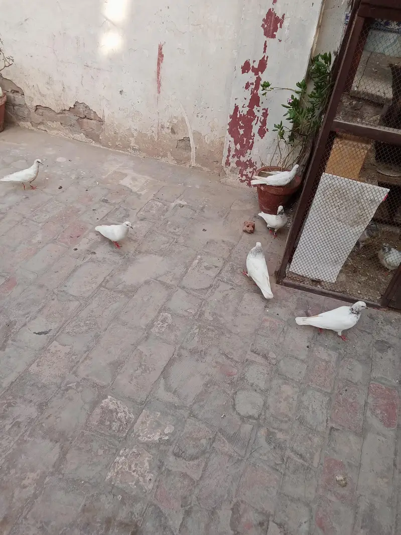 all pigeon for sale — photo 7